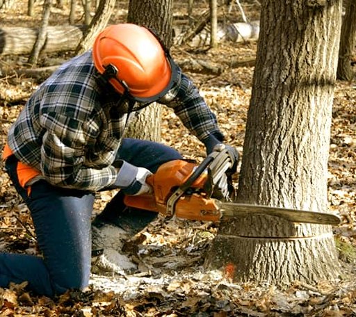 Tree Removal in Bartow, WV